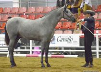 W PASTOR AZAHAR, DE AZAHAR HORSES, ORO EN POTROS DE DOS A